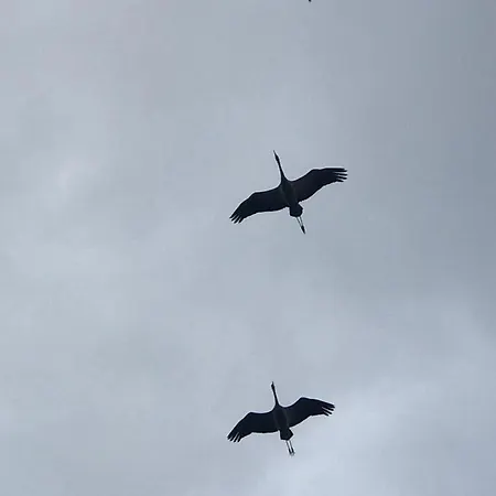 Zur Alten Boddenfischerei Heidezauber *