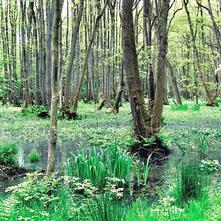 Zur Alten Boddenfischerei Heidezauber شقة