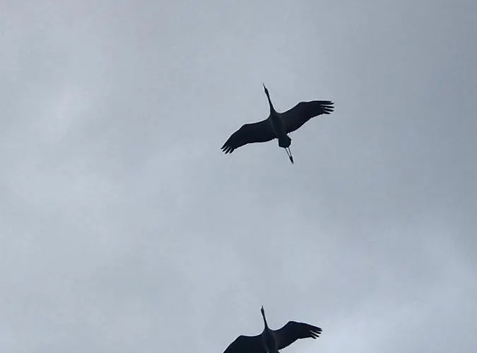 Zur Alten Boddenfischerei Heidezauber *