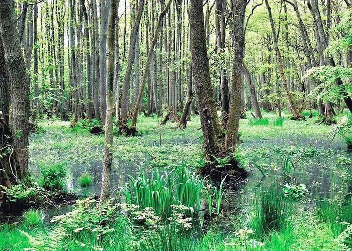 Zur Alten Boddenfischerei Heidezauber アパート